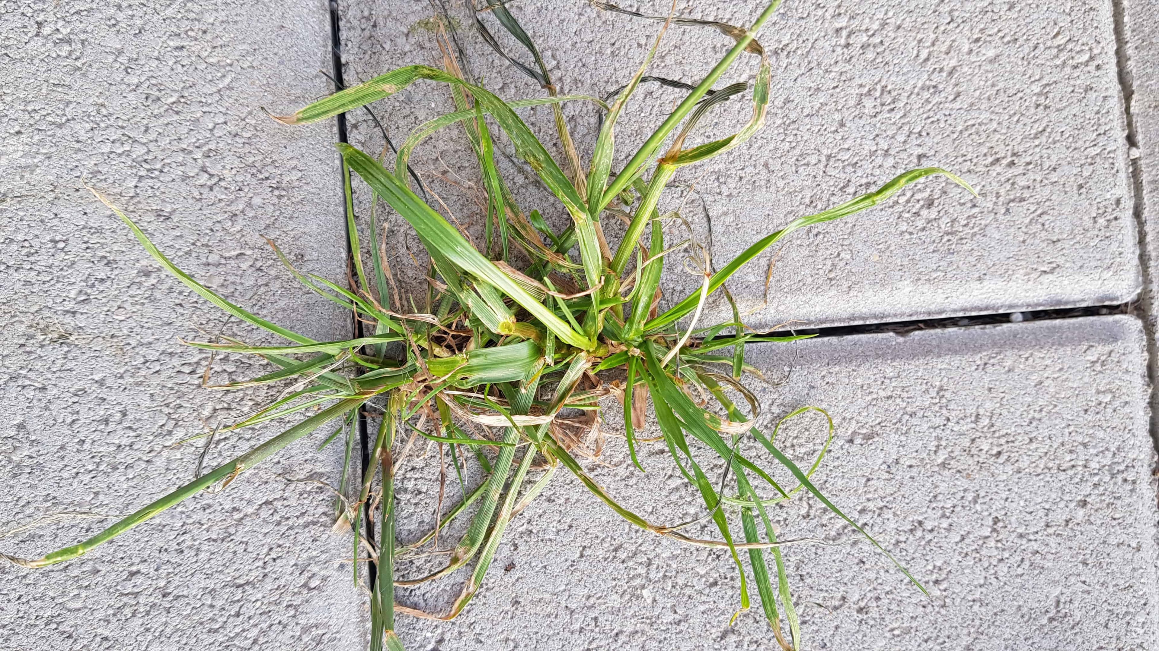 Burina uschne za 1 minútu: Najsilnejší prírodný herbicíd!