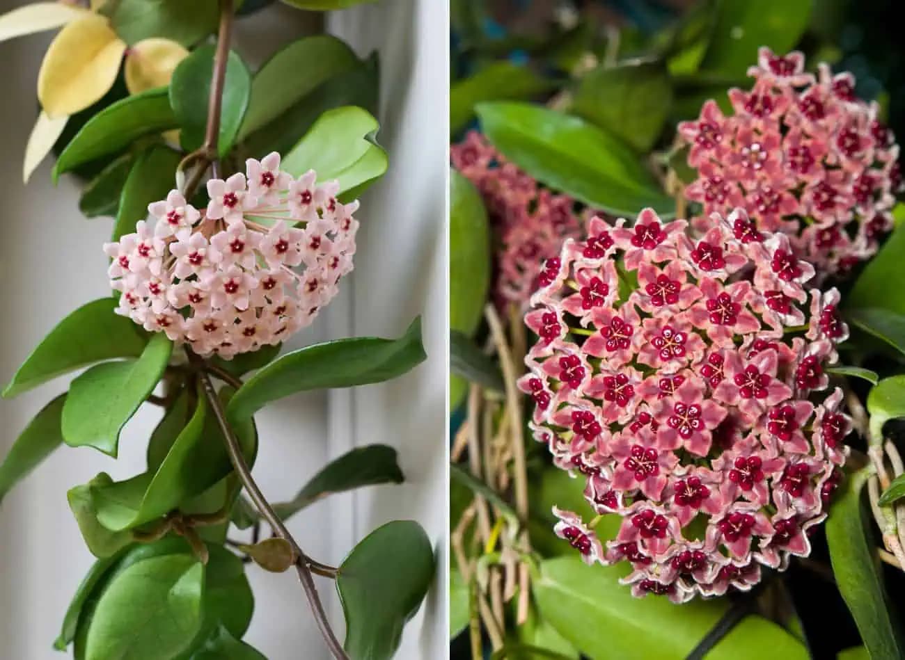 Kristova koruna (Hoja vosková): Babička mi prezradila dôvod, prečo by mala byť v každom jednom dome!