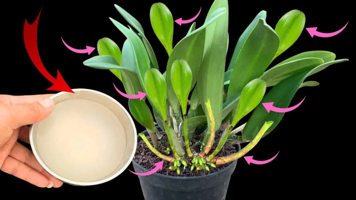 Rada pre všetkých, ktorým odkvitla orchidea: Toto je najjednoduchší spôsob, ako ju opäť rozkvitnúť!