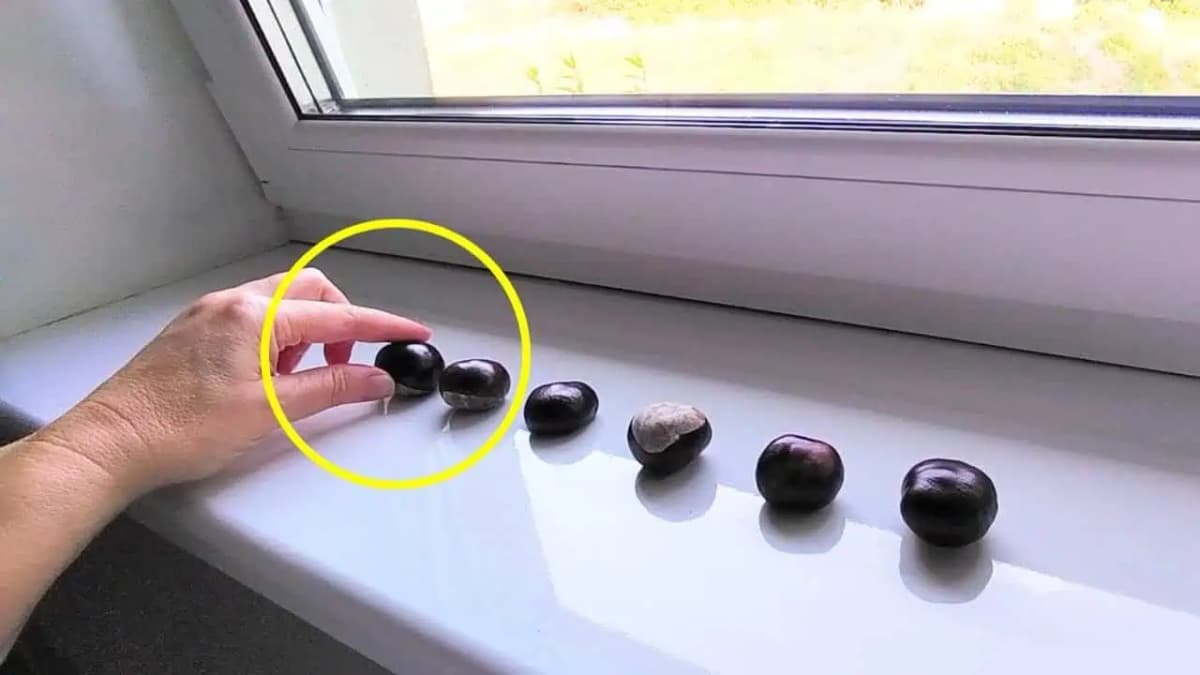 Keď budete v parku, nazbierajte si pár GAŠTANOV: Doma len len položte na OKNO a nechajte tak, o účinku by mal vedieť každý!