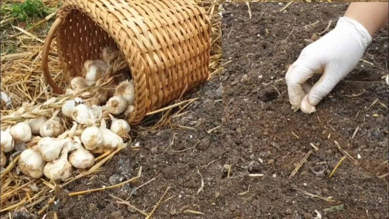 Viete, kedy treba sadiť ozimný cesnak? Držte sa tohoto TERMÍNU a úrodu budete musieť aj rozdávať!