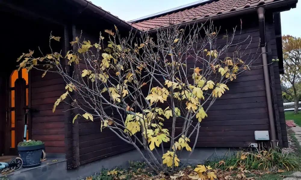 Čoraz viac Slovákov má na záhrade tento strom: ZÁSADNÁ vec, ktorú o ňom musíte vedieť!