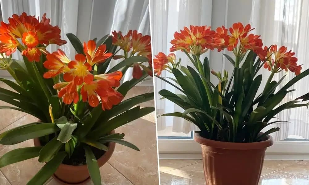 Málo starosti a veľka radosti: Mama mi prezradila, prečo je KLÍVIA najlepšia rastlina do bytu!