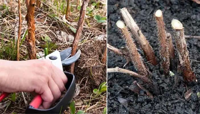 Tu je návod, ako strihať MALINY pred zimou: O rok ich budete musieť aj rozdávať, taká veľká bude úroda!