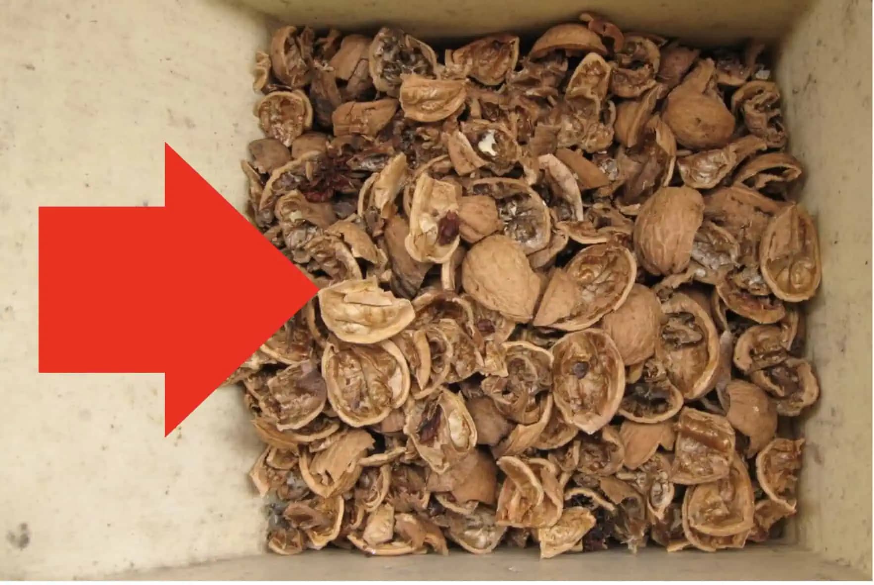 Orechové škrupinky VIAC nevyhadzujte! Zistila som, že pre domácnosť sú účinnejšie ako akékoľvek drahá chemia!