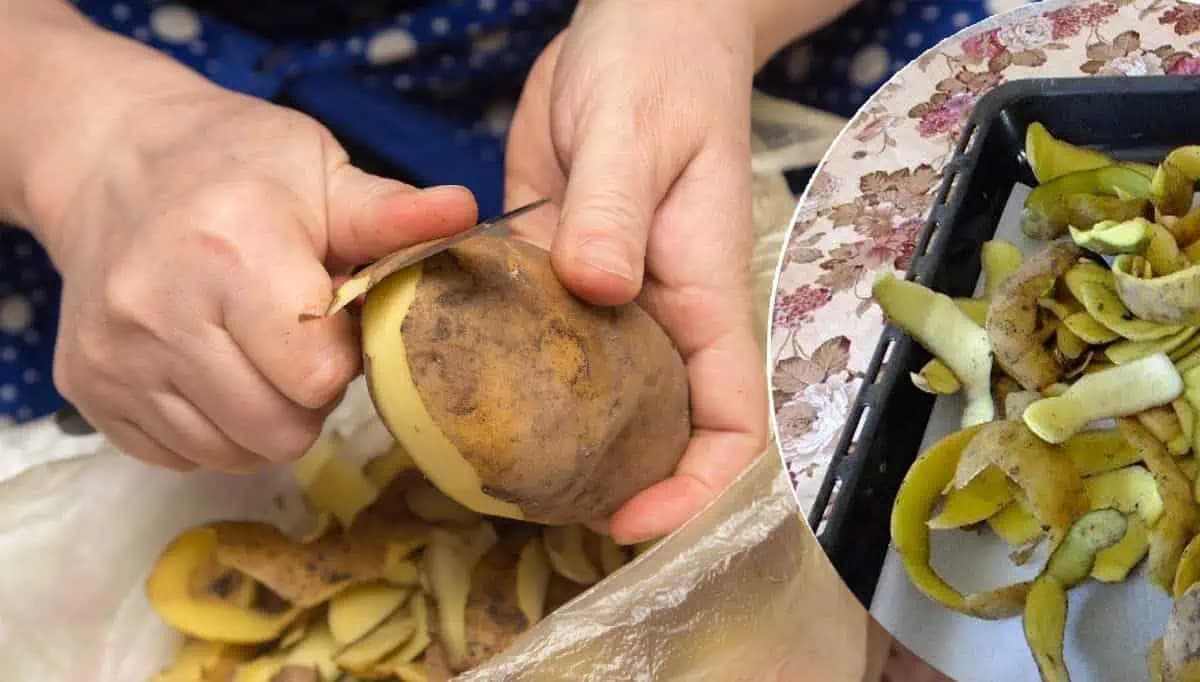 Vyhadzujete ZEMIAKOVÉ ŠUPKY do koša? Budete prekvapení, čo s nimi robia v luxusných reštauráciách!