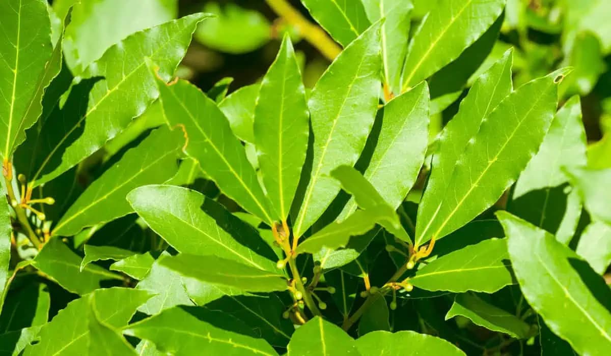 BOBKOVÝ LIST lieči kĺby, cukrovku a čistí telo od soli: TU je návod, ako ho pestovať v záhone aj v kvetináči!