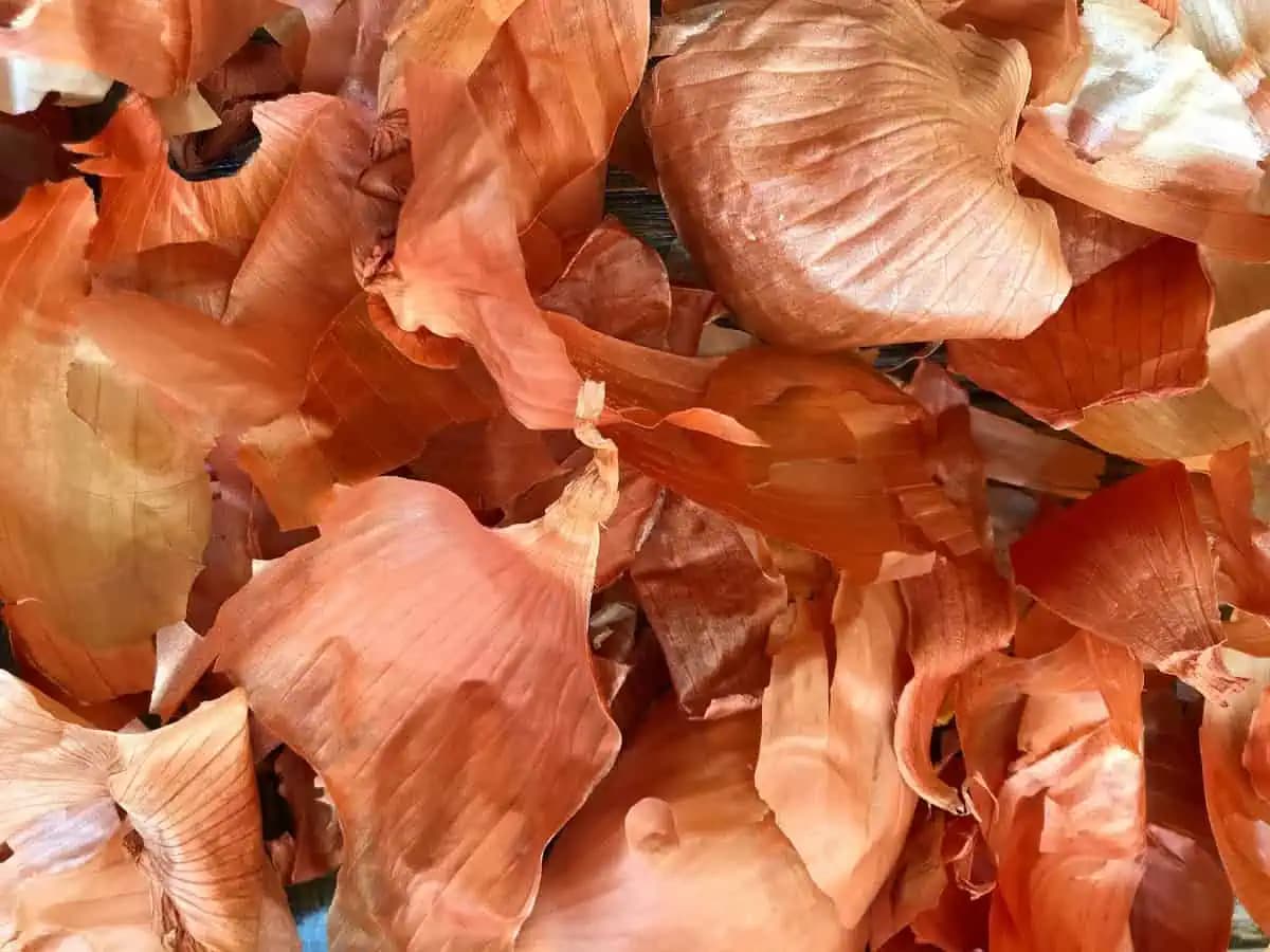 Konečne viem, prečo najlepší kuchári NIKDY nevyhadzujú cibuľové šupky: TAKTO ich používajú v kuchyni!