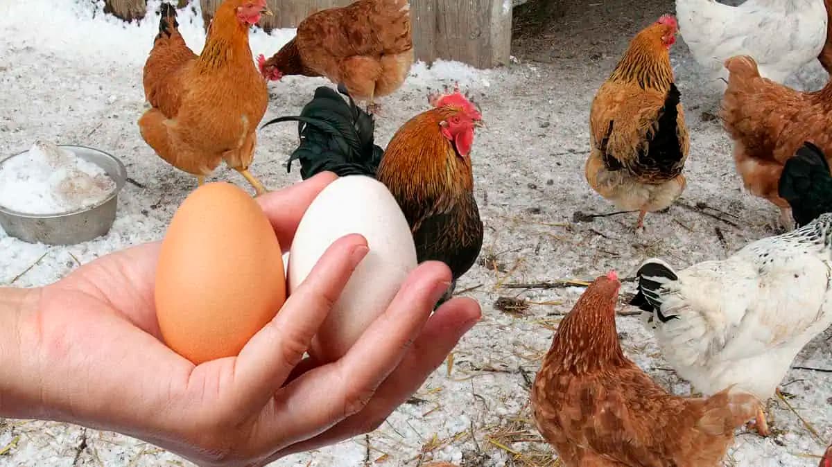Chcete, aby sliepky v zime znášali VIAC vajec? Musíte poznať geniálny TRIK gazdovských rodín!