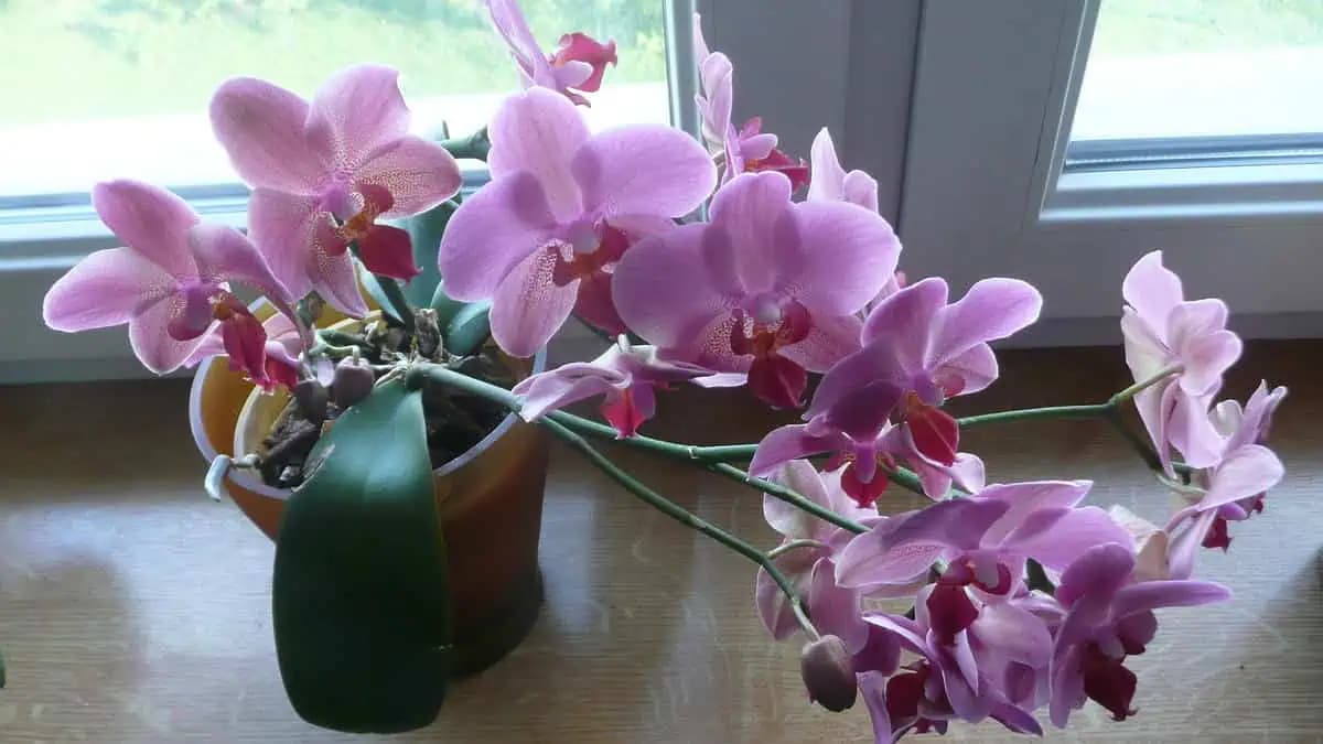 Vďaka tomuto hnojivu budú vaše orchidey kvitnúť, ako nikdy predtým: Pripravíte ho zo zvyškov tohoto ovocia!