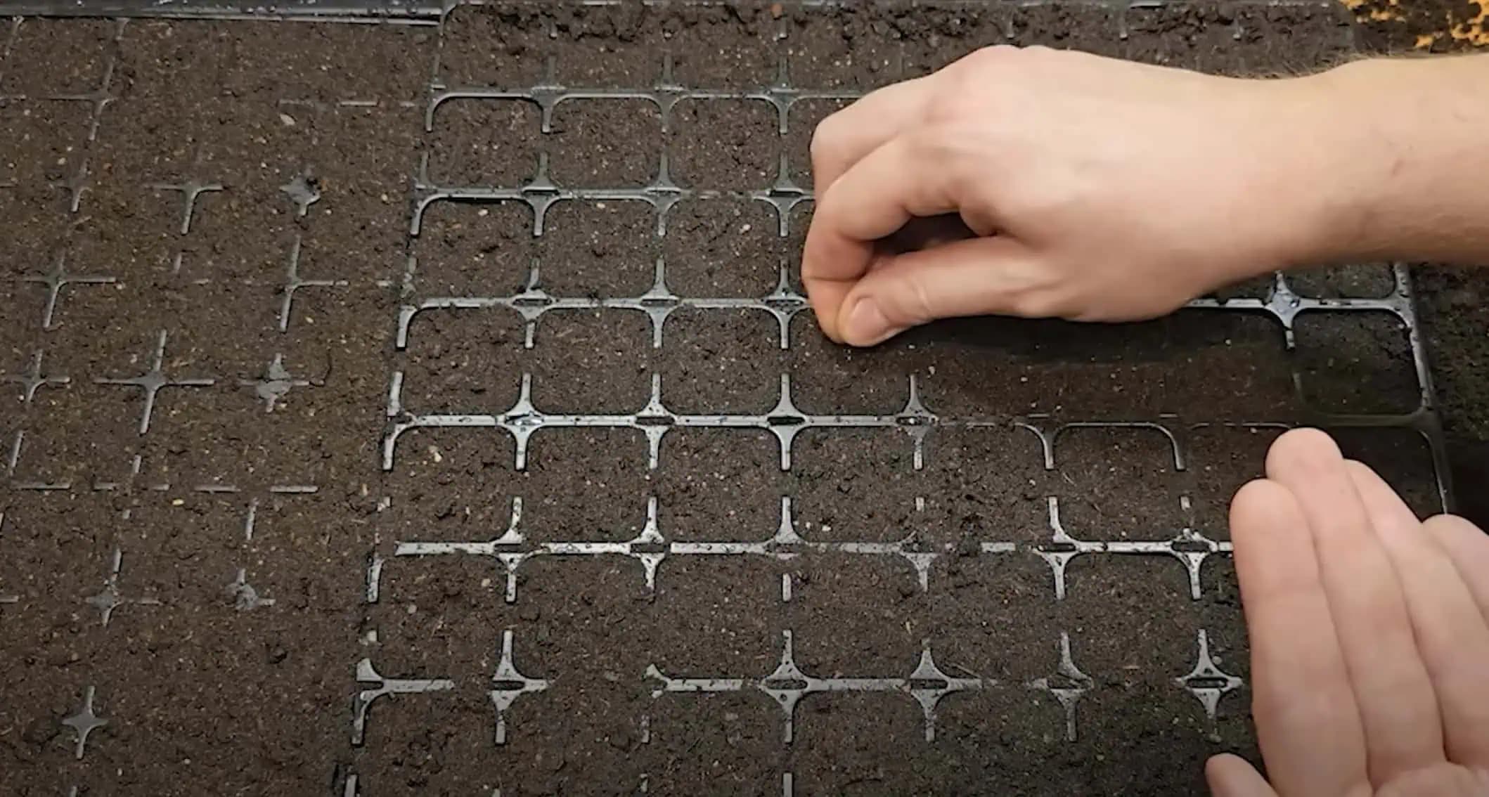 Presný DÁTUM na výsev paradajok, papriky, uhoriek a mrkvy v roku 2025: Záhradkári, toto si dobre ZAPÍŠTE!