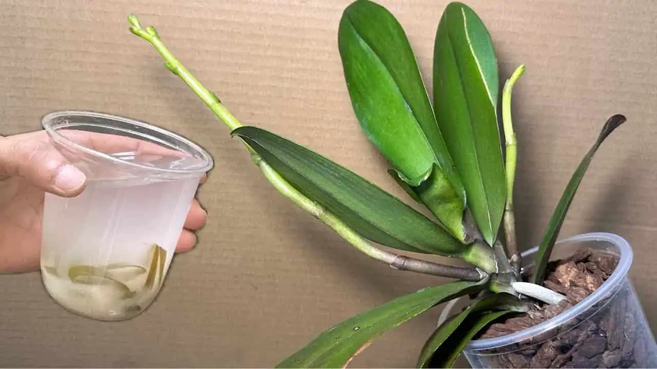 Orchidey budú kvitnúť celý rok, ak ich zalejete týmto prírodným ZÁZRAKOM: BUDÚ KVITNÚŤ NONSTOP!