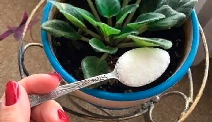 Stačí JENDA lyžička: IZBOVKY o pár dní zázračne prinesú veľa kvetov!