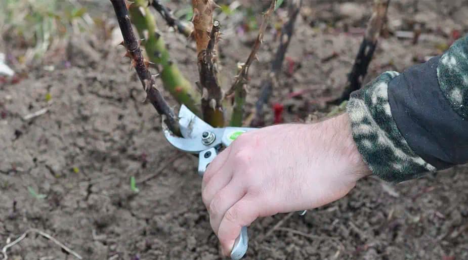 TU je návod, ako na jar strihať ruže: Na jar ich budete musieť aj rozdávať, zakvitnú ako nikdy!