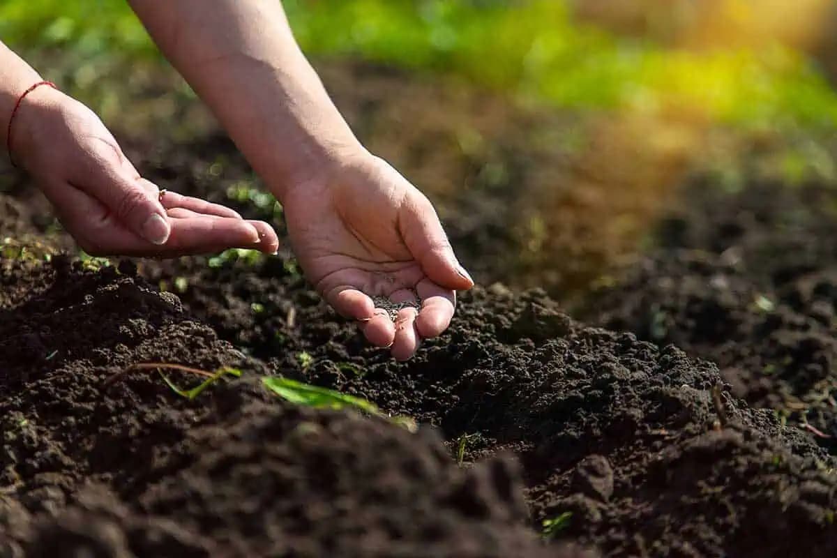Moja mama pestuje v záhrade POKLAD: Táto rastlina znižuje krvný tlak, chráni srdce a zlepšuje imunitu. Úroda už v marci!