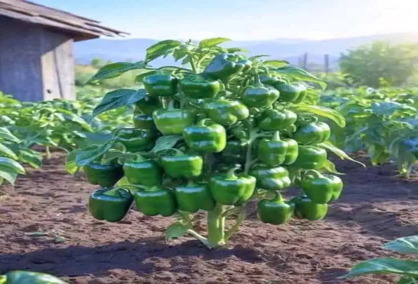 Takto vysaďte papriku a budete mať veľmi bohatú a hojnú úrodu!