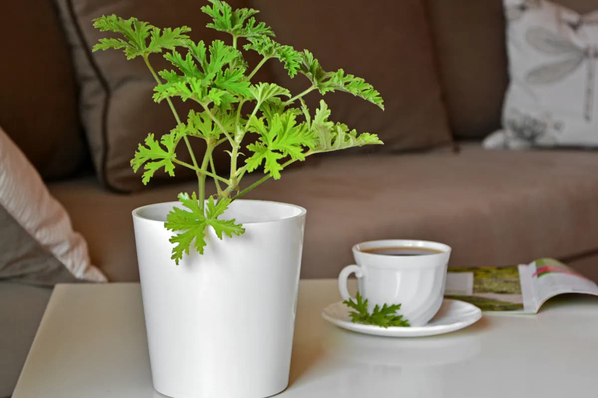 Moja babka mi prezradila, prečo mali kedysi všetci na parapete túto rastlinu: Zázrak na reumu, prechladnutie aj zápal ucha!