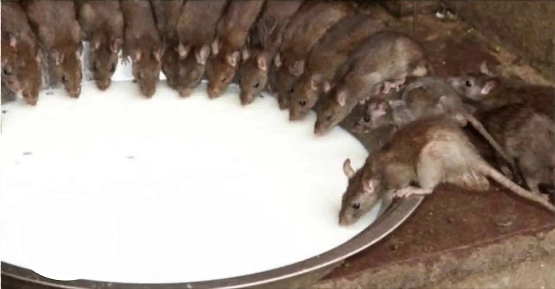 Myši a potkany zmiznú za CEZ NOC bez jedu a bez pasce: Už nie sú v dome, garáži ani v pivnici!