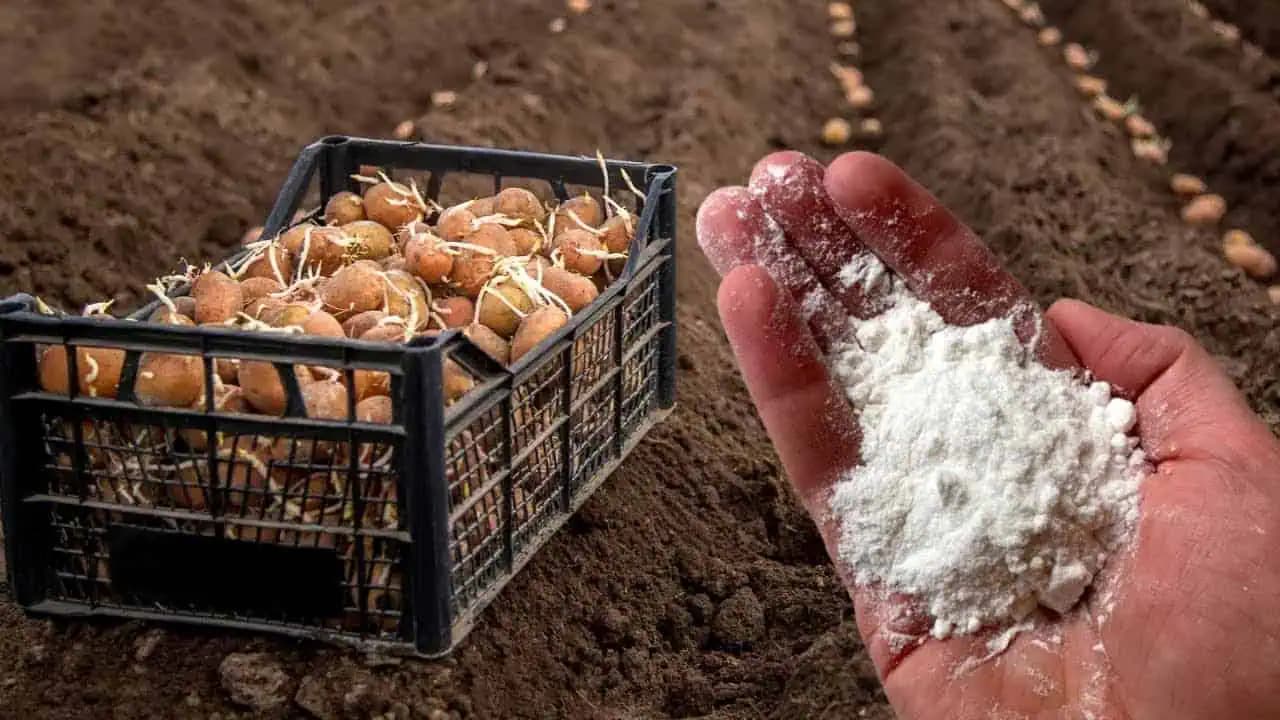DVOJNÁSOBNÉ výnosy zemiakov: Pred zasadením to nevyhnutne pridajte do zeme!