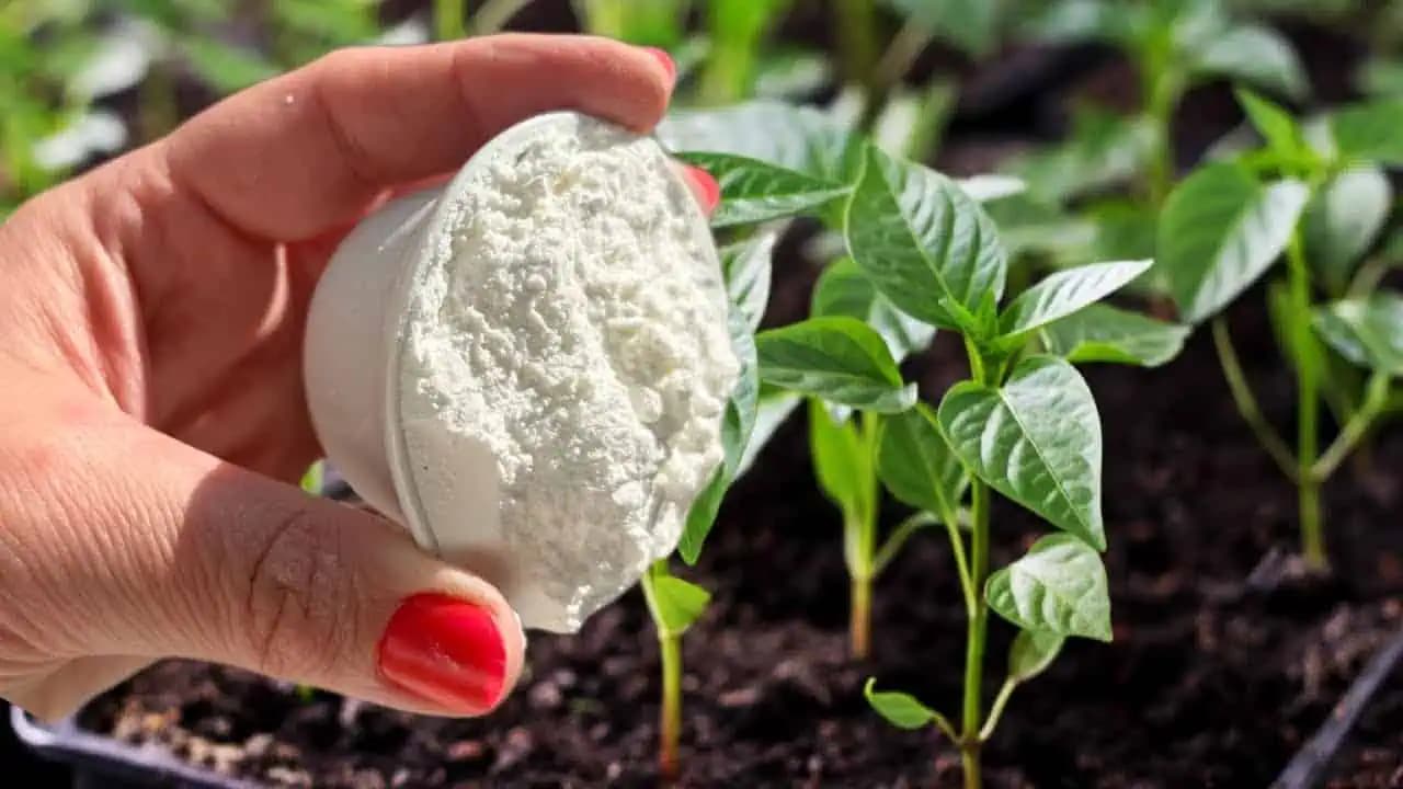 DVOJNÁSOBNÉ výnosy z každej priesady: Nevyhnutne pridajte do zeme tento PRÁŠOK z kuchyne!