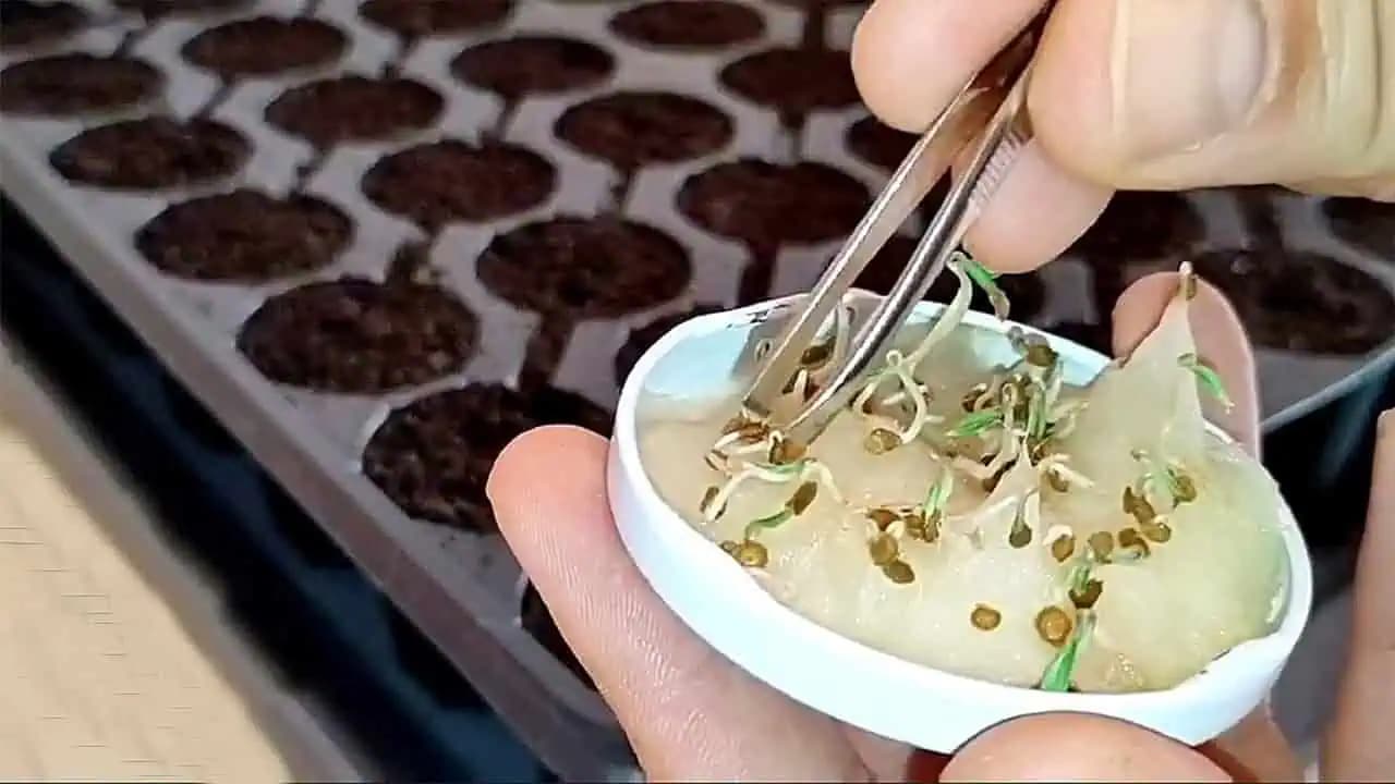 Paprika, paradajky aj uhorky vyklíčia rýchlo a bohato: Stačí poznať tento jednoduchý trik!