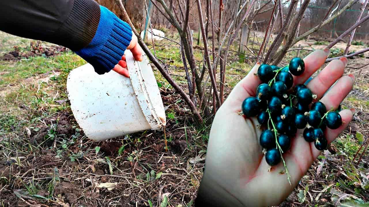Ríbezle budú dorastať do veľkosti čerešní: Urobte to skoro na jar a budú rodiť ako nikdy!