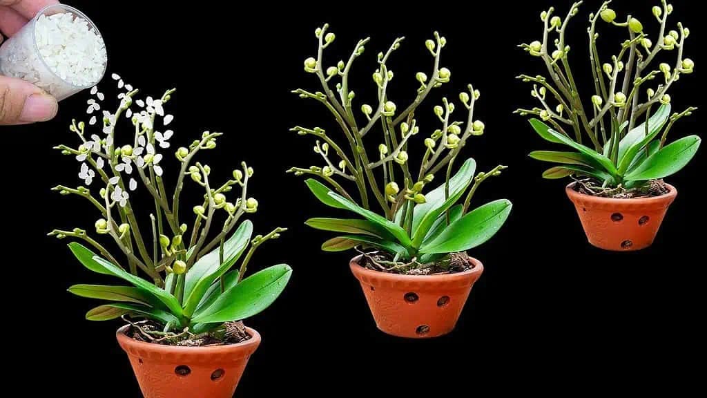 Pretrite s tým listy a orchidea vyženie VEĽA nových výhonkov!