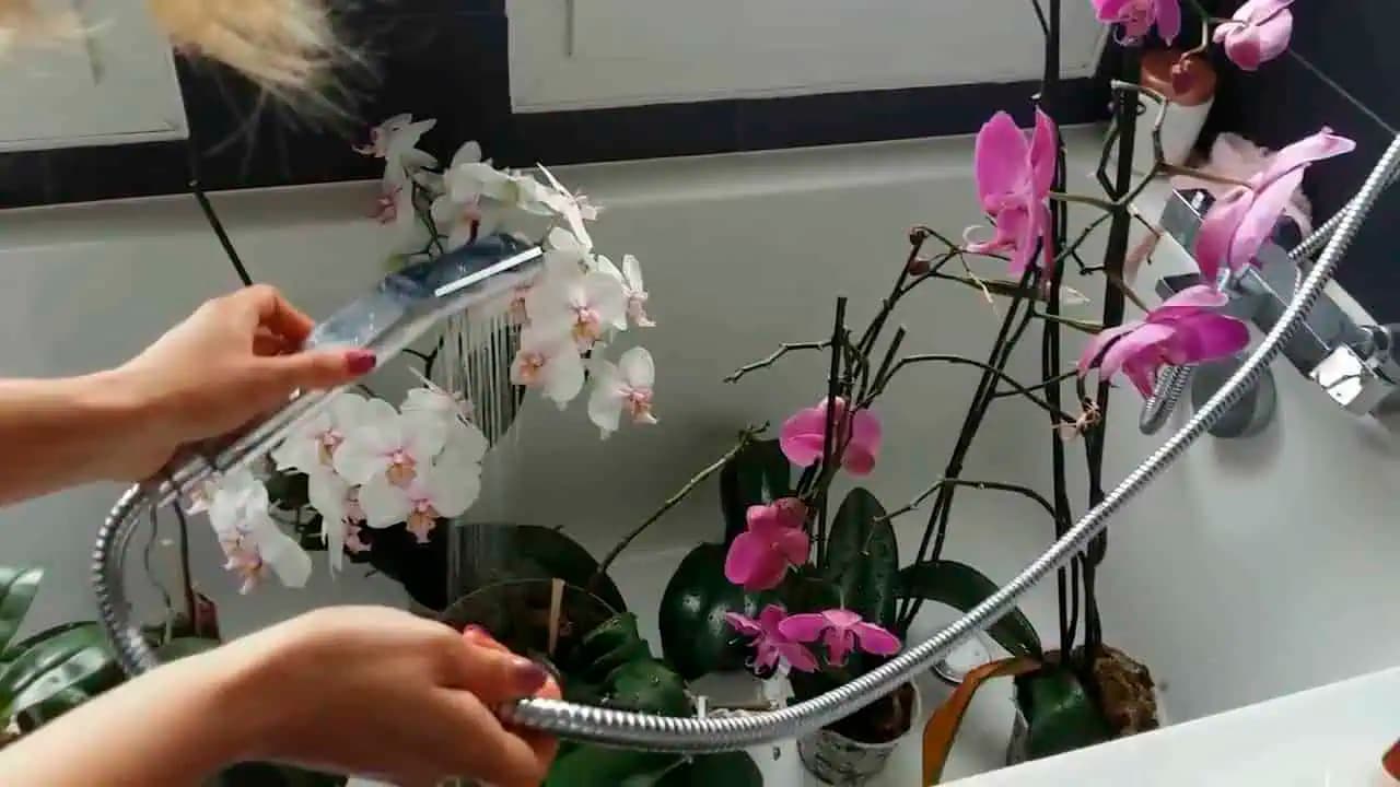 Najdôležitejšie pravidlo ako ZALIEVAŤ orchideu: Držte sa ho a bude vám krásne a dlho kvitnúť!