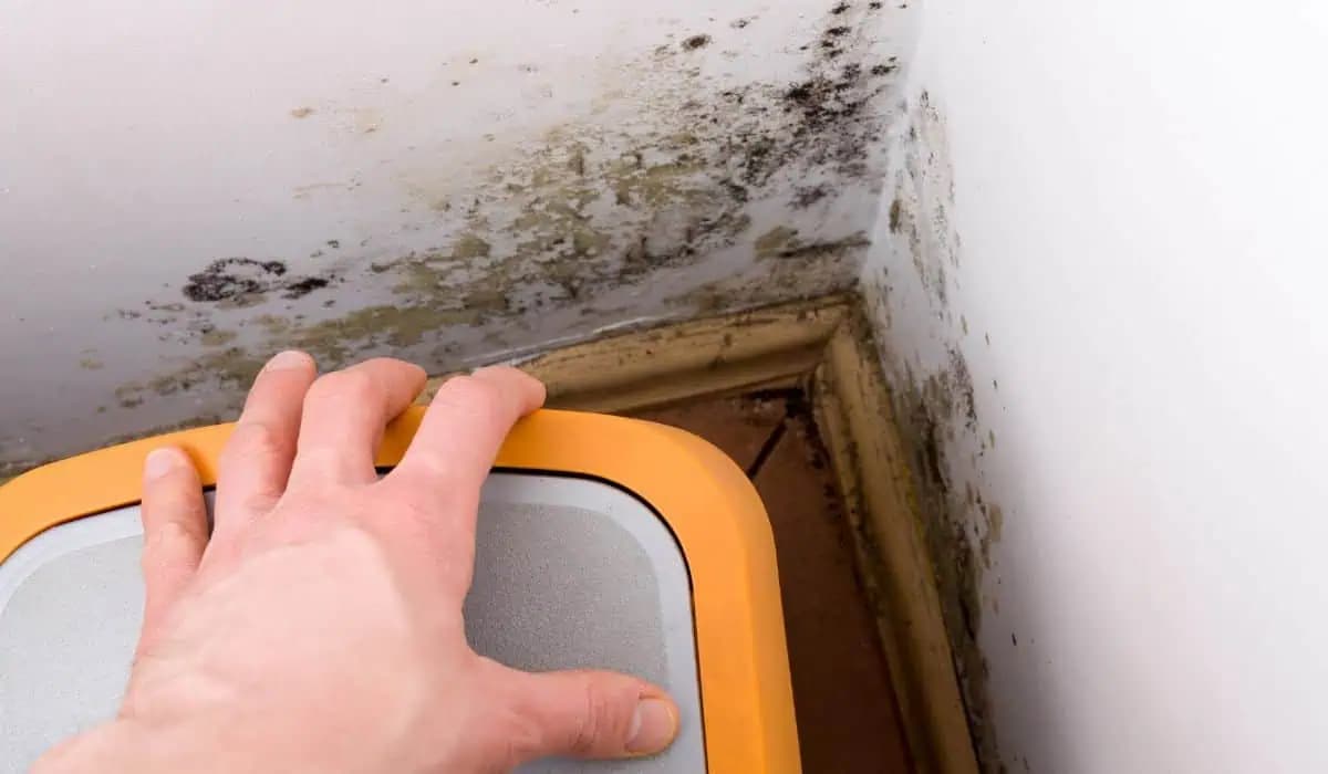 Kúpim to za 2 Eurá, rozotriem po stene a PLESEŇ nemá šancu: Okamžite ju zlikviduje!