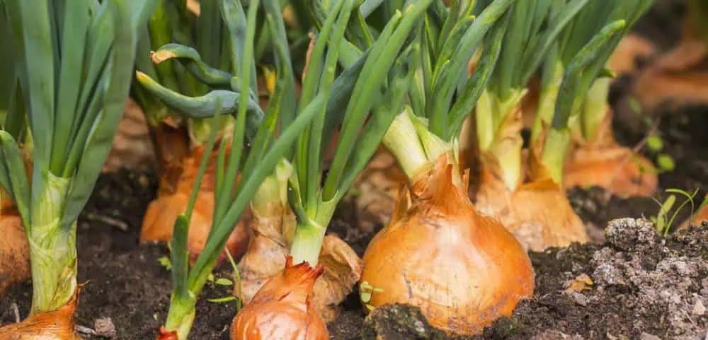 Keď idem sadiť cibuľu, vždy sa držím JEDNEJ rady, ktorá sa v mojej rodine dedí: Vždy mám takú VEĽKÚ úrodu, že mi vydrží na celý rok!