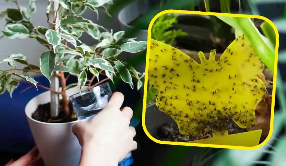 Nalejte do kvetináčov, keď sa objavia mušky: Funguje lepšie ako žlté lepidlo!