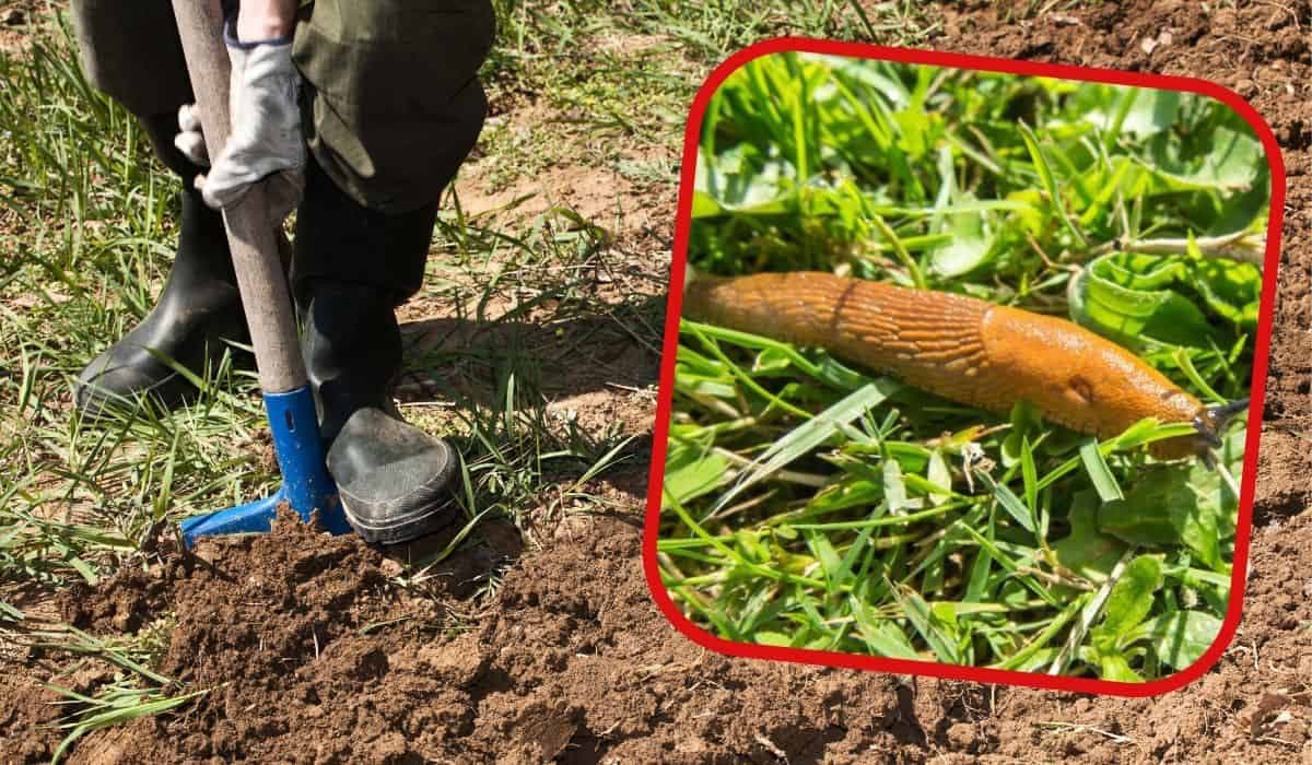 Zakopte to do záhrady a rozsypte po záhonoch: SLIZNIAKOV sa zbavíte do posledného!