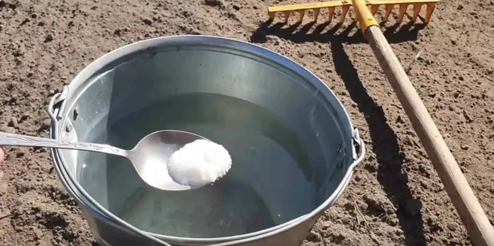 1 lyžica na vedro vody a pôda je ako nová: Nalejte to do záhrady pre bohatú úrodu všetkého!