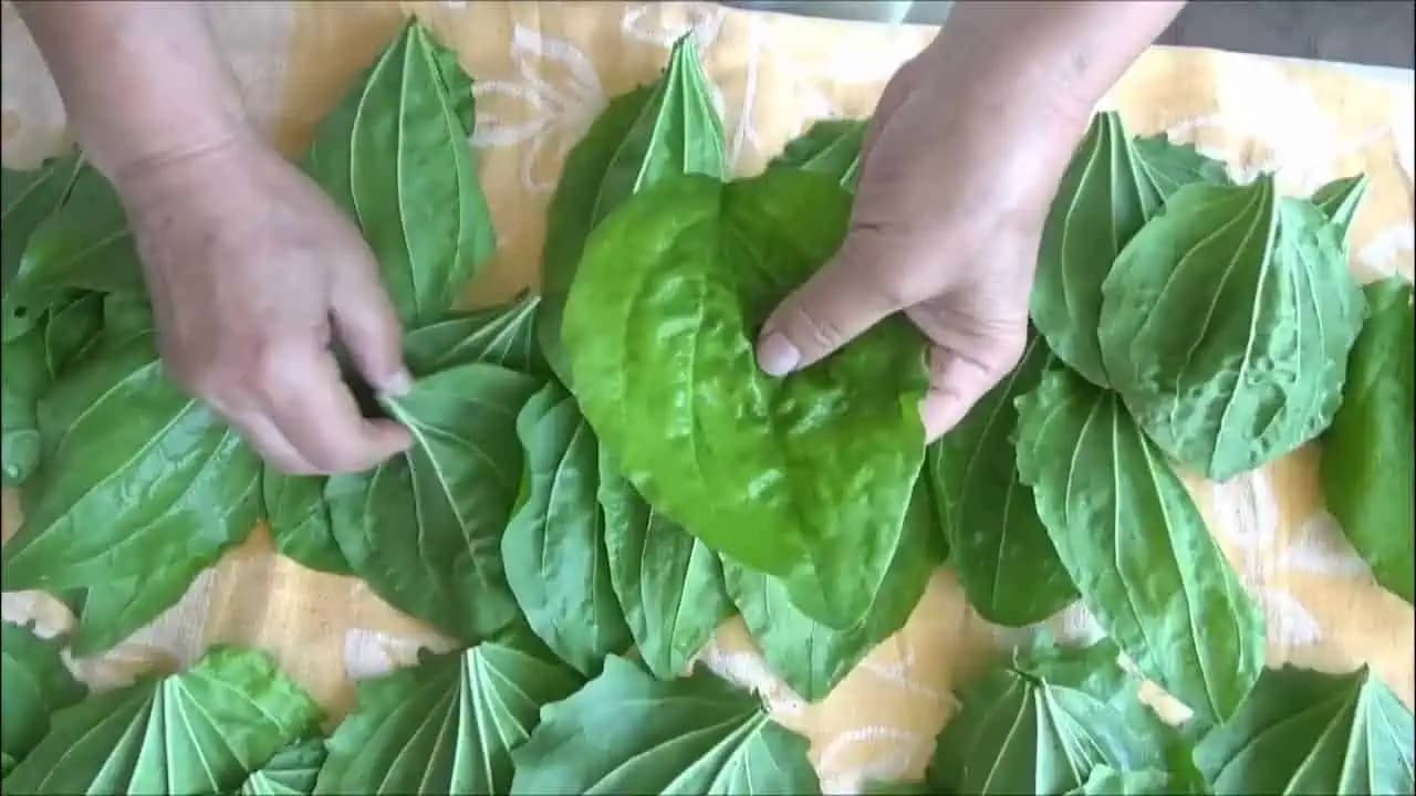 Pripravte si liečivý zázrak na zápaly priedušiek, pľúc a vykašliavanie: Na jar ho máte zadarmo a vydrží celý rok!