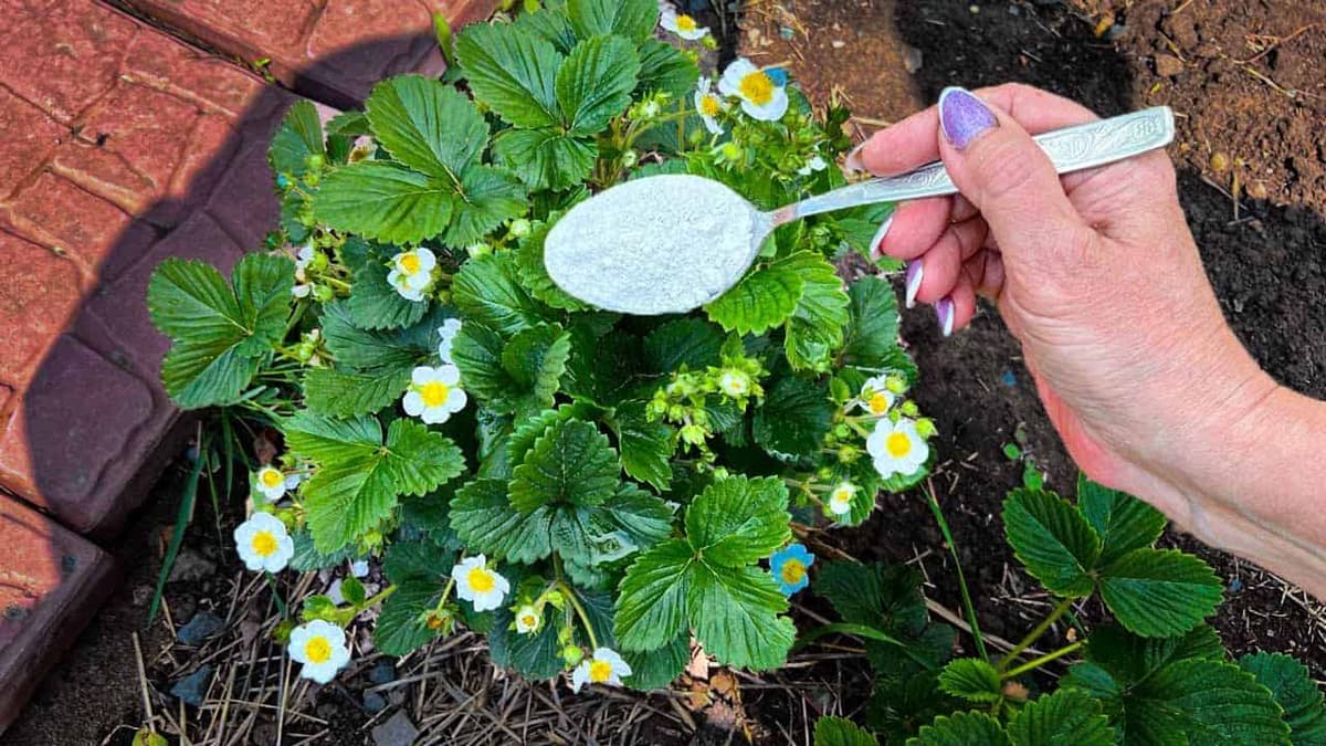 Len 1 lyžica na a budete zasypaný jahodami: Čím skôr to nasypte pod každý jeden krík!