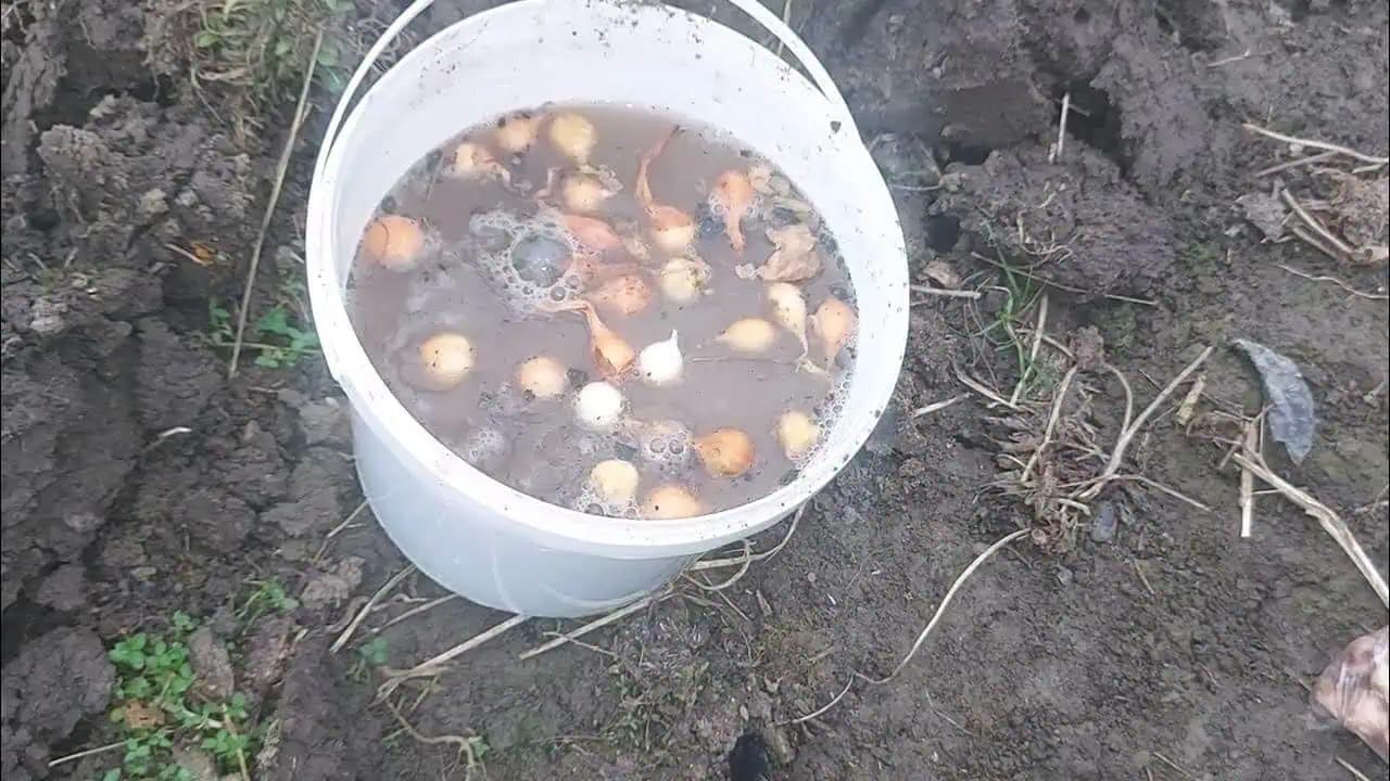 Urobte TO pred sadením cibule: Narastie veľká a žiaden ŠKODCA sa jej nedotkne!