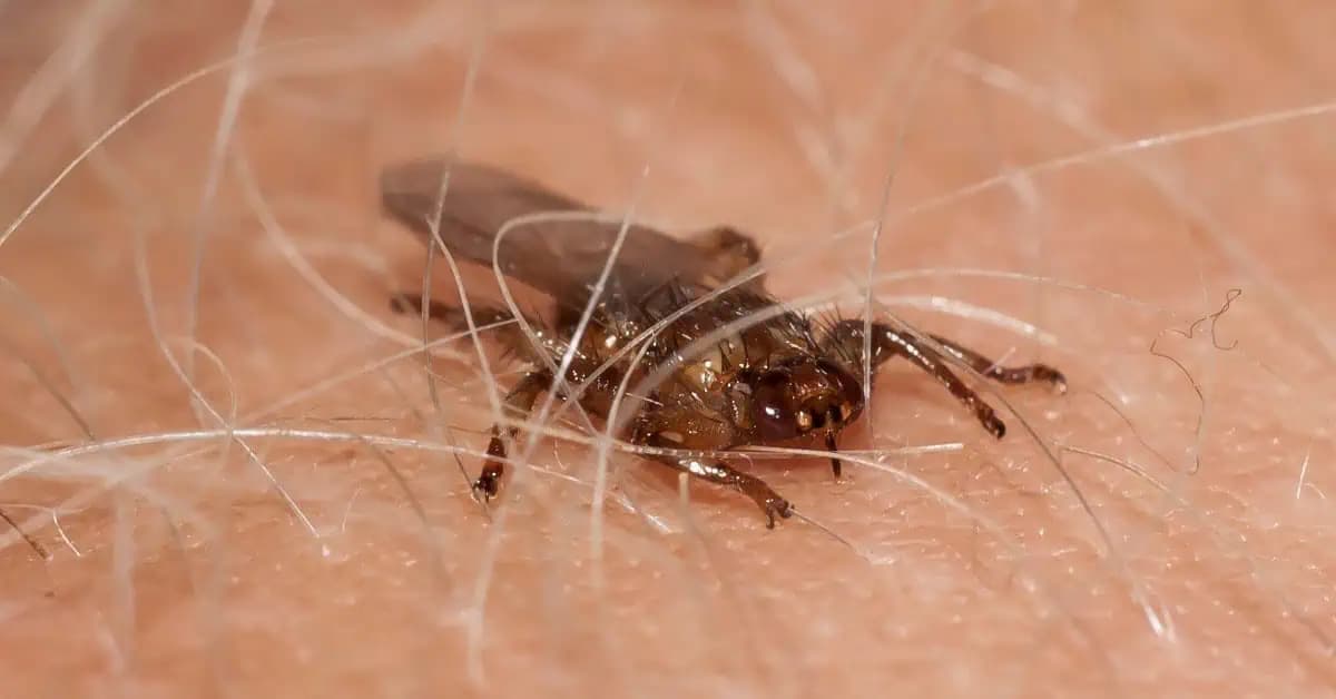 Videli ste už lietajúce kliešte? Musíte vedieť, aké nebezpečenstvo v skutočnosti predstavujú!