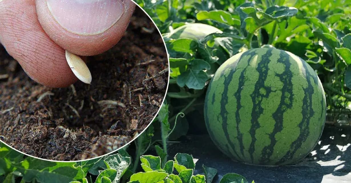 Ako sadiť vodný MELÓN, aby narástol veľký a sladký? PRESNÝ návod pre záhradkárov!