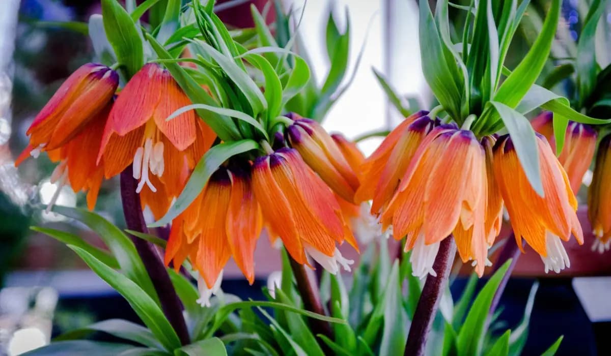 Zasaďte si tento KVET do svojej záhrady: Zbaví vás krtkov, hrabošov aj ďalších hlodavcov – utečú ďaleko od vašej záhrady!