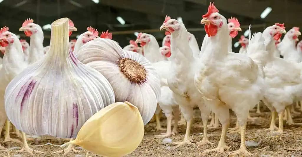 Dajte sliepkam CESNAK: Zvyšuje produkciu VAJEC a urýchľuje vývoj kurčiat!