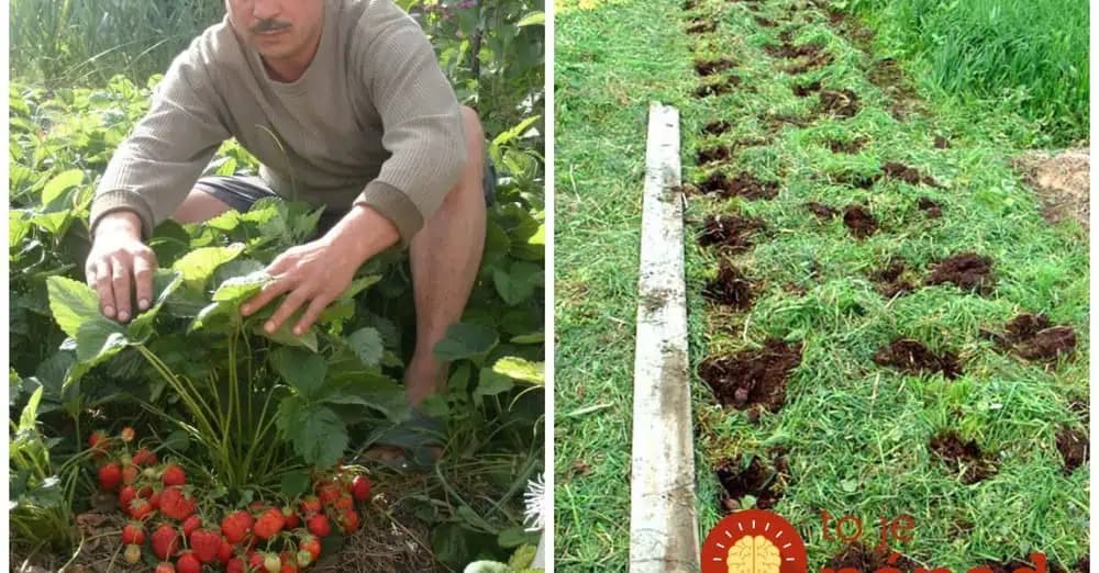 Je čas pozrieť sa na jahody: Rady s ktorými budete mať extra veľkú úrodu každý rok!