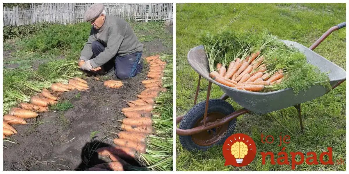 Výborná rada, ak pestujete mrkvu: 1 lyžica tohoto zázraku z kuchyne a žiaden škodca ju na záhrade nenájde!