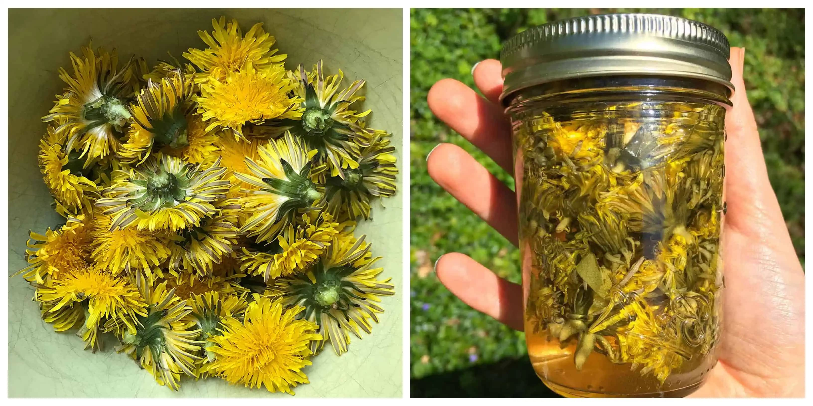 Tri hrste púpavových hlavičiek zalejte octom a nechajte odstáť: To, čo po dvoch týždňoch z tejto kombinácie vznikne, vyvážite v domácnosti zlatom!