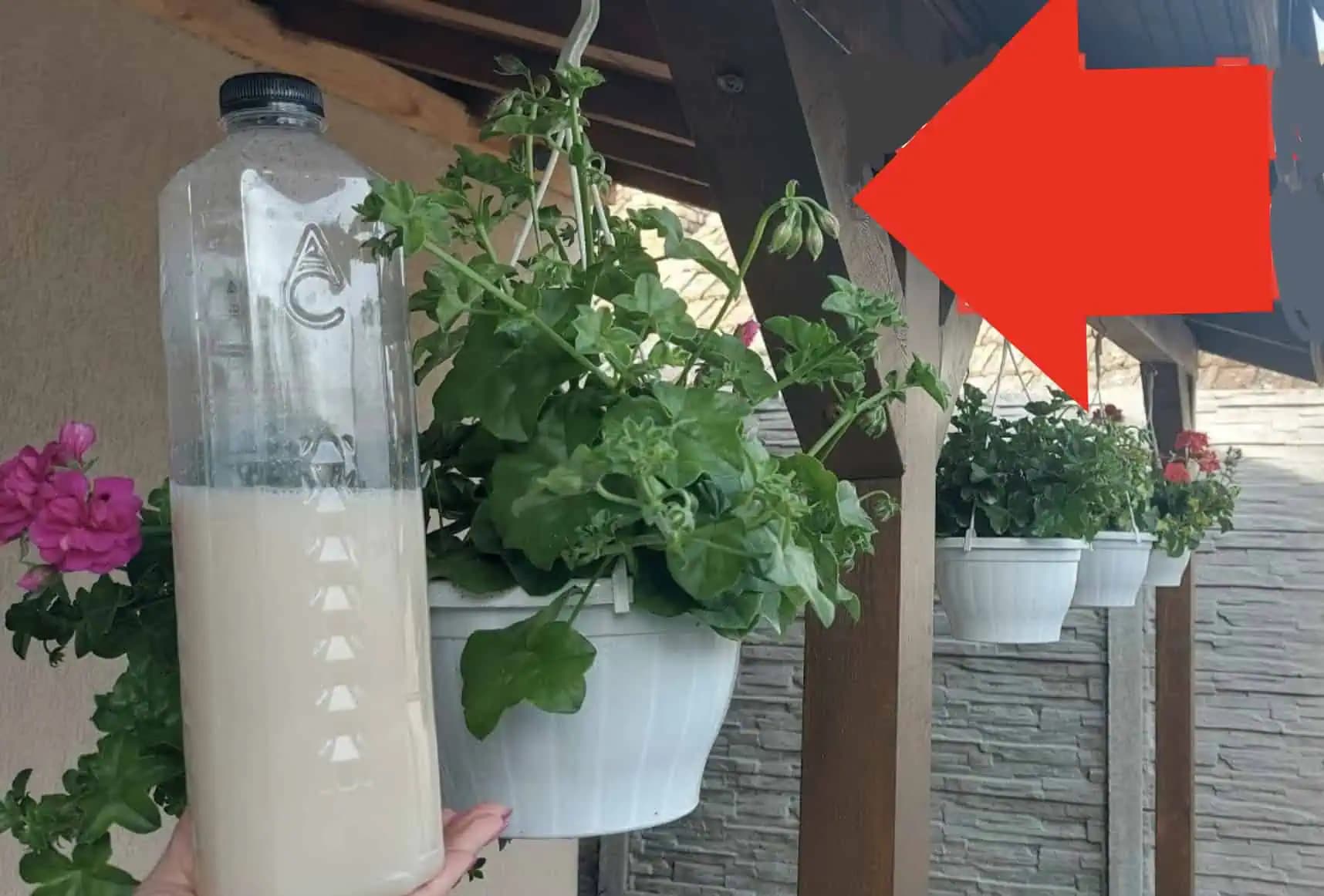 Stačí NALIAŤ do kvetináča a svoje MUŠKÁTY nespoznáte: Explózia nových kvetov, akú ste nevideli!