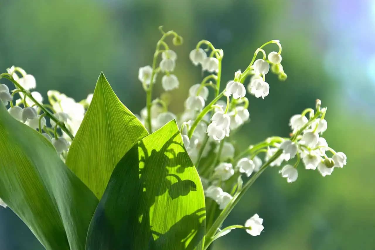 Deti milujú jej sladkú vôňu, no je smrteľne nebezpečná. Hovoria jej „májový jed“!