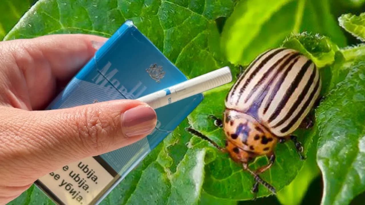 Najsilnejší prírodný LIKVIDÁTOR mandelínky a vošiek: Tento starý TRIK môjho svokra ma nikdy nesklamal!