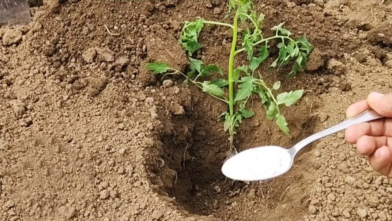 1 lyžica v apríli: Nikdy nesaďte paradajky bez tohoto. Veľké plody a oveľa viac paradajok!