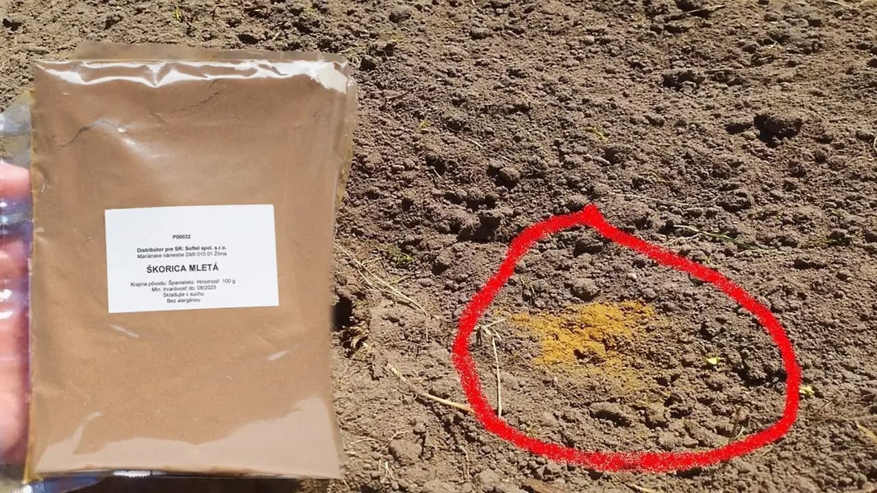 Zabudnite na drahé spreje a pasce z obchodu: Obyčajná ŠKORICA zlikviduje mravce na počkanie!