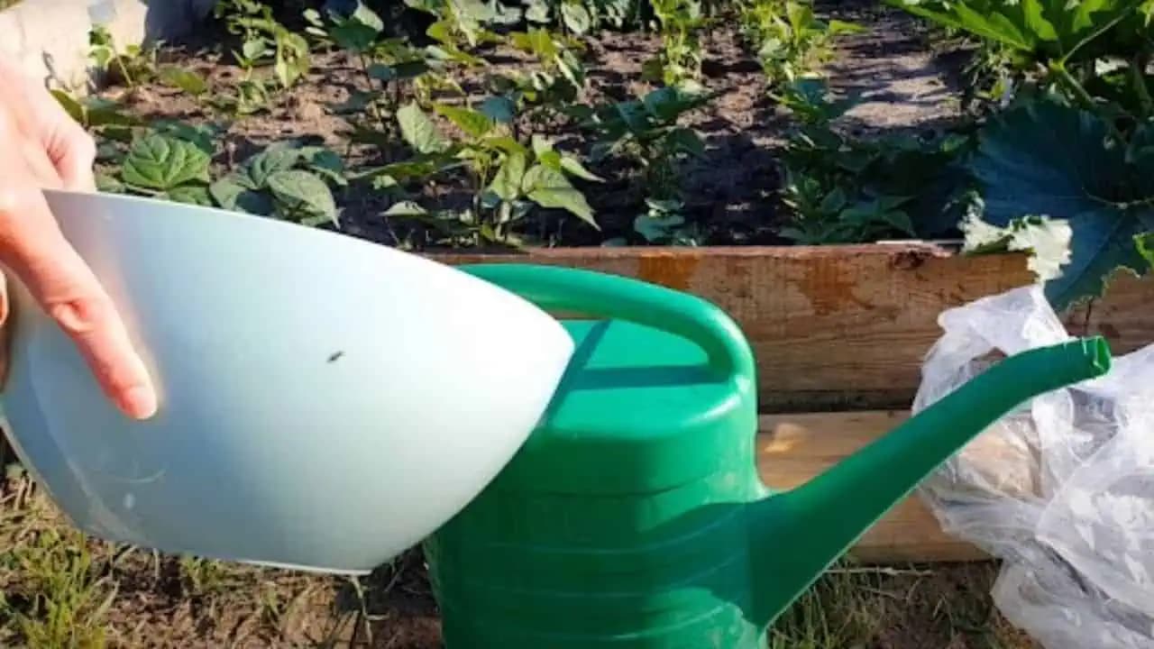 Zalejte s tým v MÁJI paradajky, uhorky a jahody: Neexistuje lepšie hnojivo!