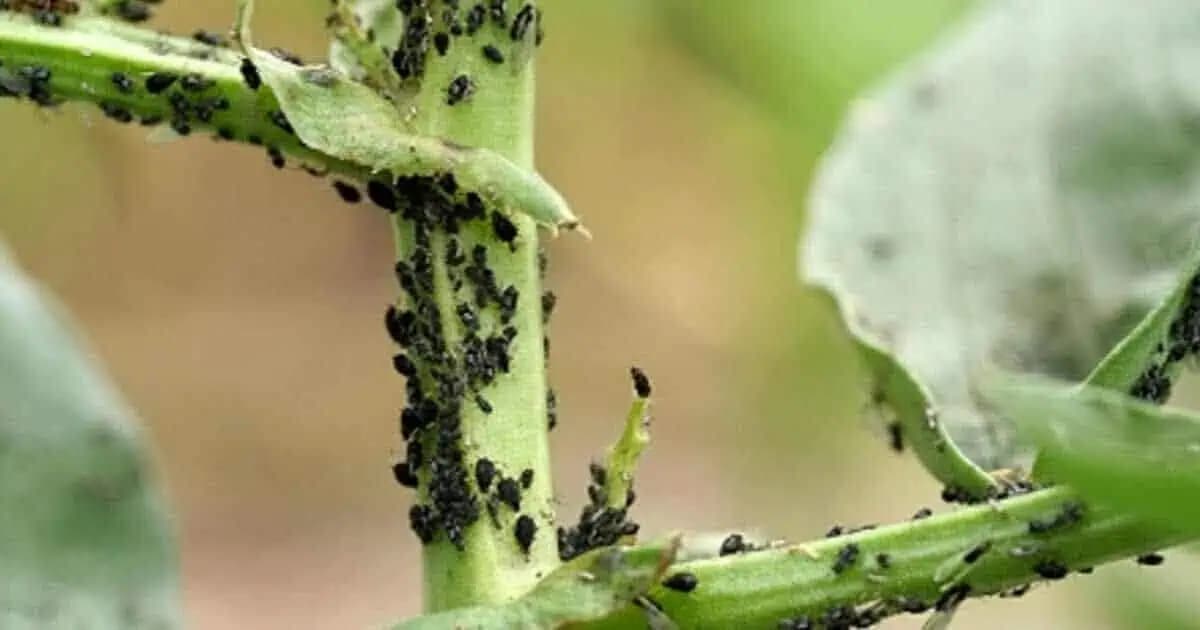 Myslela som, že to zlikviduje len vošky, ale zmizli aj roztoče a slizniaky: Toto majte celú sezónu poruke – výsledky vidíte hneď!